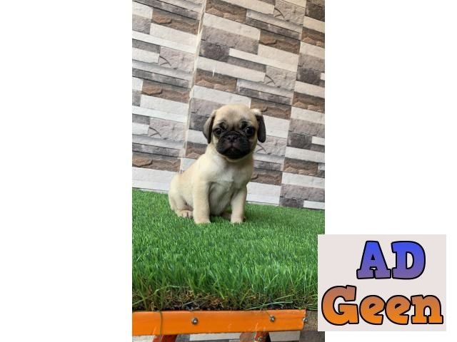 used Pug puppies available for sale for sale 